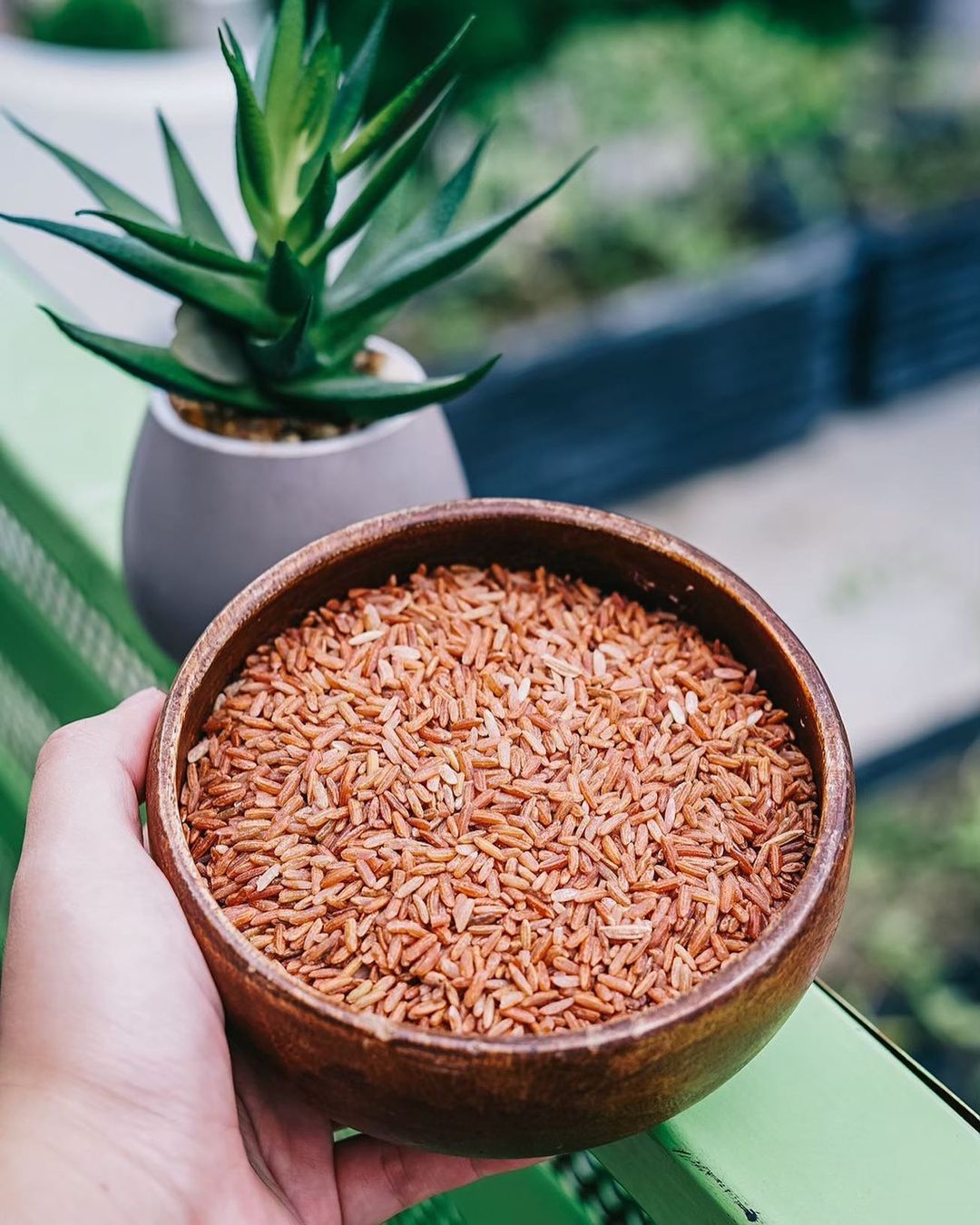 Premium Palmerah Red Rice